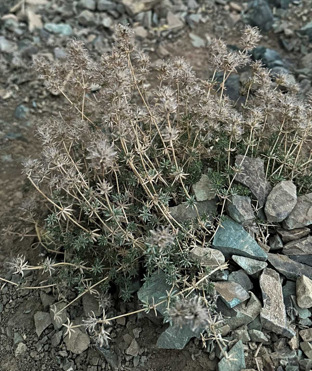  زبرینه کوهستانی 
